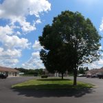 parking lot tree